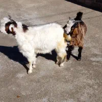 دو عدد بزغاله نر