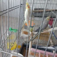 جفت عروس هلندی و فنچ نر