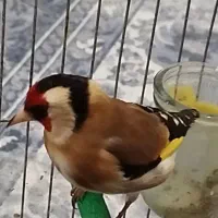 سهره دو رگ سر سیاه نر