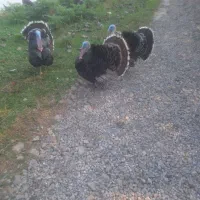 بوقلمون گوشتی|حیوانات مزرعه|شاندرمن, |دیوار