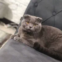 واگذاری گربه نر و ماده اسکاتیش بلو|گربه|محمدشهر, محمدشهر|دیوار