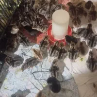 فروش ۸۰ عدد جوجه بوقلمون