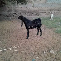 بز نر اصل چریکی