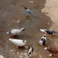 کبوتر کشتی یا آشغالی