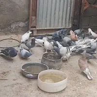 کفتر|پرنده|قنوات, |دیوار