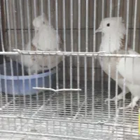 جفت طوقی(قرچک)