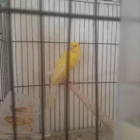 قناری رسمی بلند