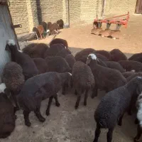 بره|حیوانات مزرعه|نظرآباد, نجم آباد|دیوار
