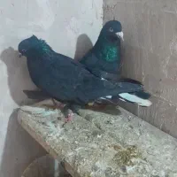 کفتر رنگه دم سفید پشتی کله