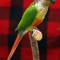 گمشده گرینچیک