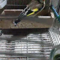 سهره سر سیاه