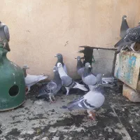 سالم
