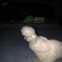 تخم ابریشمی|حیوانات مزرعه|گرگان, |دیوار