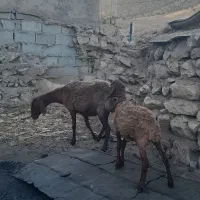 ۱عدد شک‌ افشاری با بره. و ۲عدد بره نر
