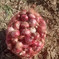 بیاز محلی درجه یک قیمت ۲۰هزار