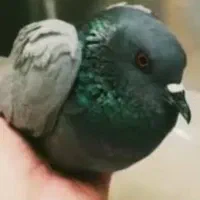 کفتر چاهی بیمار