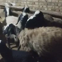 میش اصیل شال|حیوانات مزرعه|اسفرورین, |دیوار