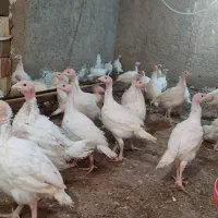 بوقلمون بیوتی ۶گوشتی