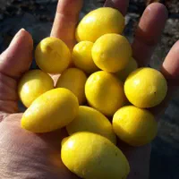 فروش نهال لیمو ترش پیوندی