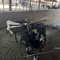 7راس کهره ماده ریز وزن 5راس زیر17کیلو2راس 24کیلو