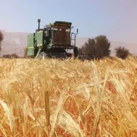 برنامه برداشت بالای ۴ تن جو در هکتار