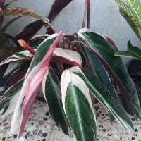 حراجی سانسوریا|گل و گیاه طبیعی|شیروان (خراسان), |دیوار