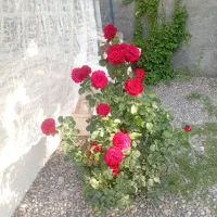 خونه ویلایی نوساز شیک