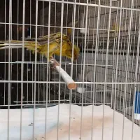 قناری نر کاکلی سبز خاص|پرنده|تهران, جابری|دیوار