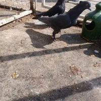 کفتر دمسفید|پرنده|مرودشت, مجد آباد|دیوار