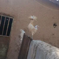 خروس لهستانی|حیوانات مزرعه|تربت جام, خیرآباد|دیوار