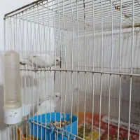 کوتوله فروشی|پرنده|ایرانشهر, |دیوار