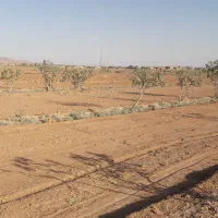 نهال بسته با ۲۰ آب به فروش می‌رسد با  ۲هکتار زمین