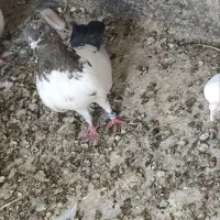 کبوتر|پرنده|رزن, |دیوار