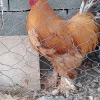 خروس برهما|حیوانات مزرعه|قیدار, |دیوار