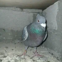 کبوتر مسافتی|پرنده|ملکان, |دیوار