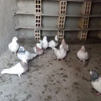 چند عدد کفتر طوقی کله دار|پرنده|کبودرآهنگ, |دیوار