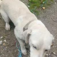 سگ اشپیتز ماده|سگ|ایزدشهر, |دیوار