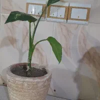 دو عدد گل طبیعی زیبا|گل و گیاه طبیعی|زنجان, |دیوار