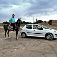 اسب|اسب و تجهیزات اسب‌سواری|خمین, |دیوار