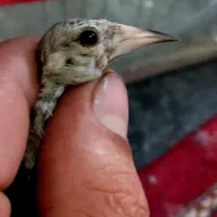 سهره سقا کرمونی بافتی نقش سبیل سیاه و با اصالت|پرنده|کرمان, |دیوار
