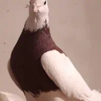 کانال قرع کشی