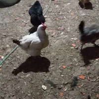 ۱۰ عدد مرغ جوان