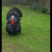 فروش بوقلمون برنز اصل و اردک گوشتی و مرغ تخم گذار