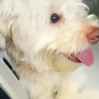 واگذاری سگ نر  یک ساله|سگ|تهران, افسریه جنوبی|دیوار