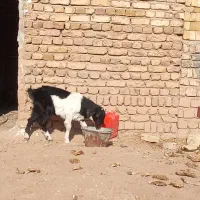 بزغاله ماده|حیوانات مزرعه|اسفرورین, |دیوار