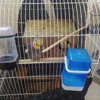 عروس هلندی نروماده|پرنده|ری, علایین|دیوار