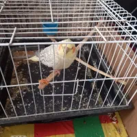 جفت پرنده عروس درخمام|پرنده|رشت, گلسار|دیوار