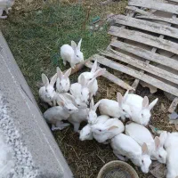 فروش خرگوش