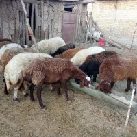 گوسفند میش