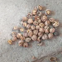 خریدوفروش گردو و بادام